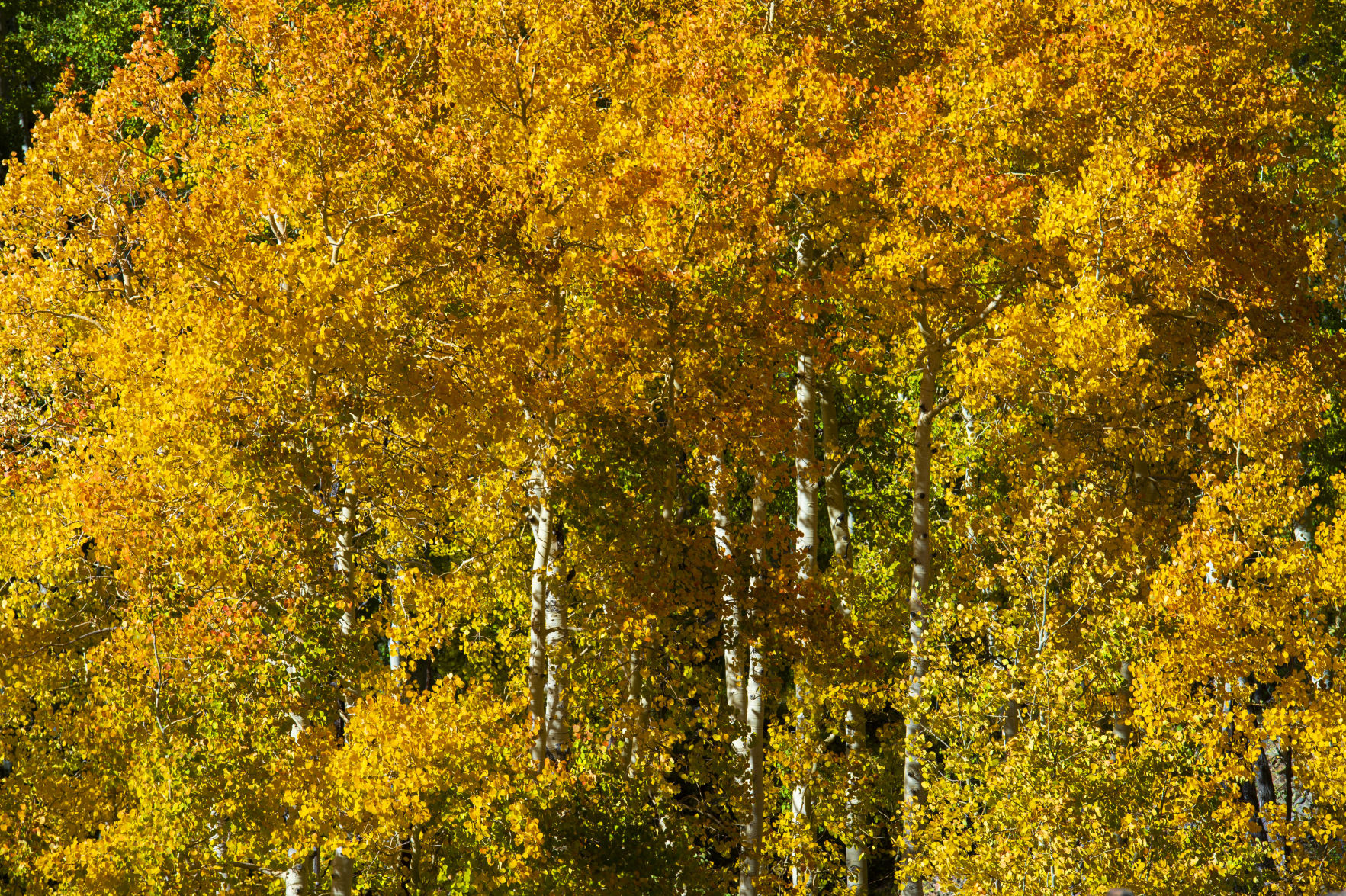 09_24_19 crested butte1210.jpg